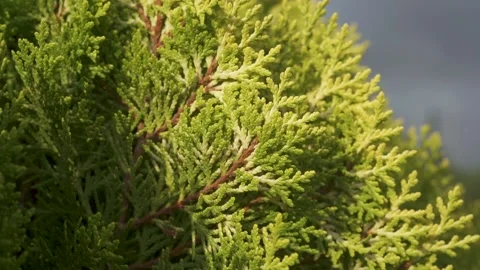 Green leaf moving wit the wind. Summer. Stock Footage 231553219