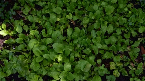 Green leaf mustard in growth at vegetable garden Stock Footage 66457279