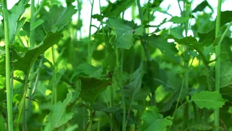 Green leaf mustard in growth at vegetable garden Stock Footage 226599249