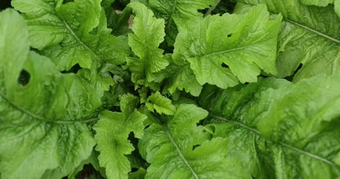Green leaf mustard in growth at the vegetable garden Stock Footage 323652939