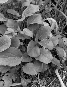 Green leaf mustard Stock-Fotos