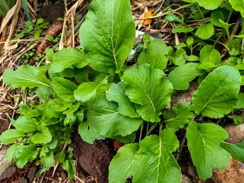 Green leaf mustard Stock Photos