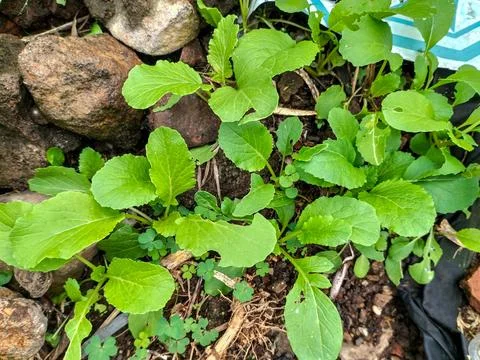 Green leaf mustard Stock Photos