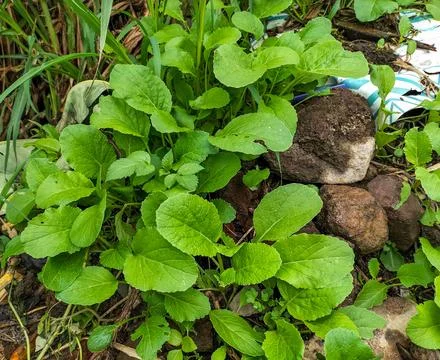 Green leaf mustard Stock Photos