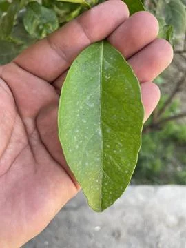 A green leaf in my hand. Stock Photos
