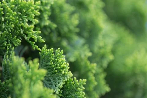 Green leaf in narrow depth of field Stock Photos