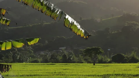 Green Leaf with Natural Background, Highlighting Texture and Vibrancy Stock Footage 221132024