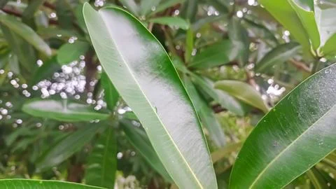 Green leaf as natural background 스톡 사진