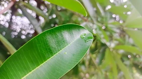 Green leaf as natural background Stock Photos