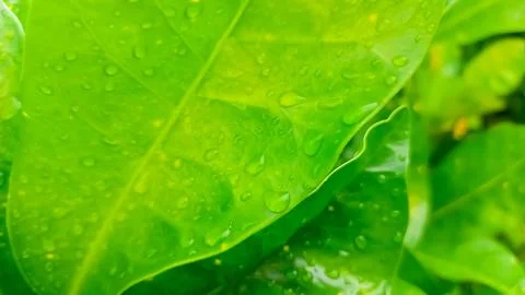 Green leaf as natural background 스톡 사진