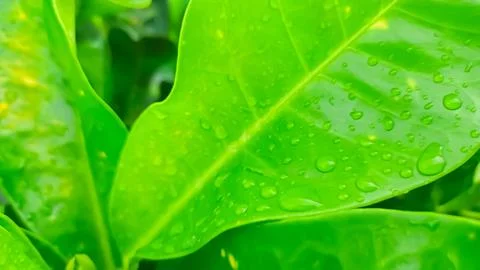 Green leaf as natural background Stockfoto's