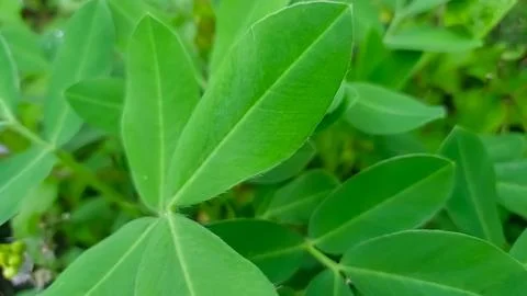 Green leaf as natural background 스톡 사진