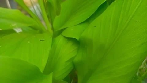 Green leaf as natural background Stock Photos