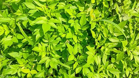 Green leaf as natural background 스톡 사진