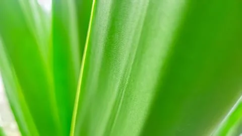 Green leaf as natural background Stock Photos