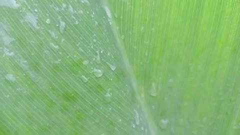 Green leaf as natural background Stock Photos