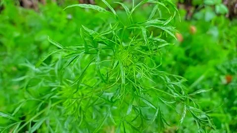 Green leaf as natural background Stock Photos
