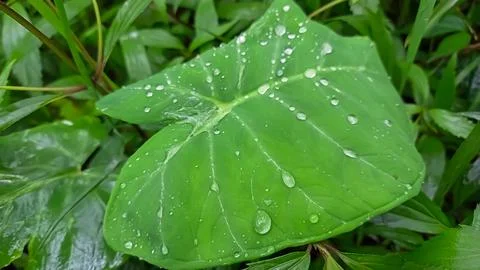 Green leaf as natural background 스톡 사진