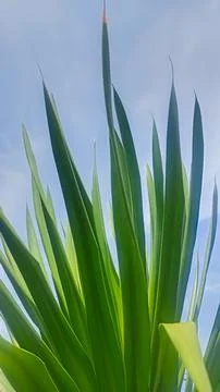 Green leaf as natural background Stock Photos