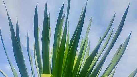 Green leaf as natural background Stock Photos