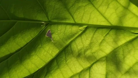 Green​ leaf​ natural​ texture​ background​ Stock Footage 201388856