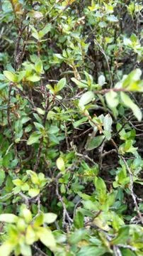 Green leaf natural view pattern Foto stock