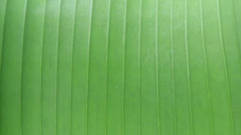 Green leaf natural view pattern Stock Photos