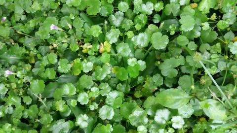 Green leaf natural view pattern Stock Photos