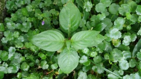 Green leaf natural view pattern Foto stock