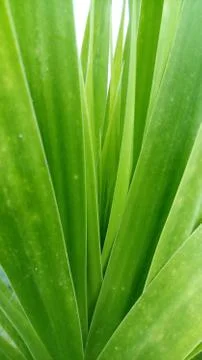 Green leaf natural view pattern 스톡 사진