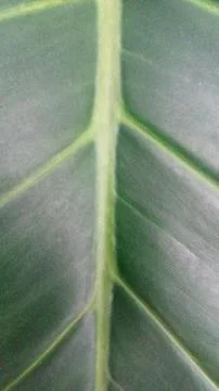 Green leaf natural view pattern Stock Photos