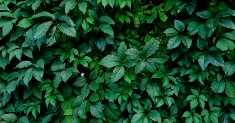Green leaf nature background. Beautiful green leaves texture. Stock Footage 116688264