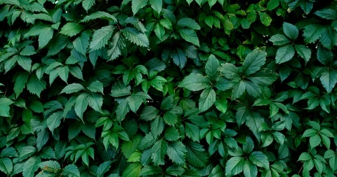 Green leaf nature background. Beautiful green leaves texture. Stock Footage 116688339