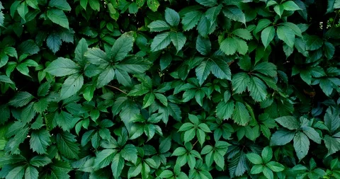 Green leaf nature background. Beautiful green leaves texture. Stock Footage 116688348