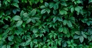 Green Leaf Nature Background. Beautiful Green Leaves Texture. Stock Footage
