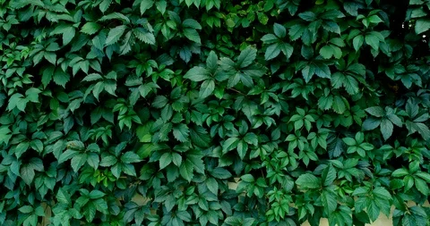Green leaf nature background. Beautiful green leaves texture. Stock Footage 116688437