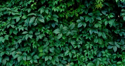Green leaf nature background. Beautiful green leaves texture. Stock Footage 116688463