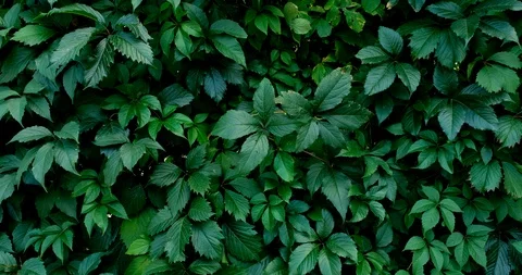 Green leaf nature background. Beautiful green leaves texture. Stock Footage 116688551