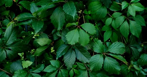 Green leaf nature background. Beautiful green leaves texture. Stock Footage 116688562