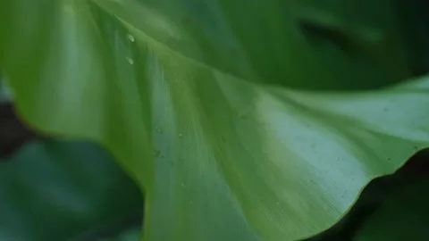 Green leaf nature background Stock Footage 170534631