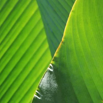 Green leaf nature background Stock Photos