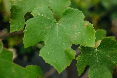 Green leaf, nature, background Stock Photos