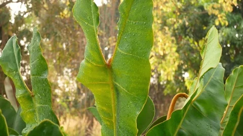 Green leaf in nature. Stock Footage 262205667