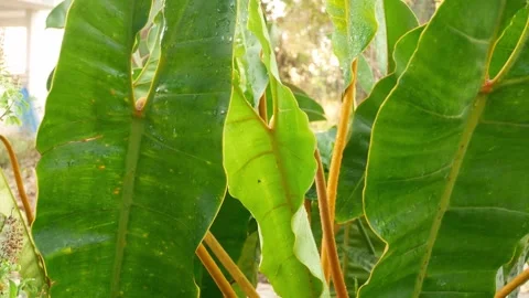 Green leaf in nature. Stock Footage 262205671