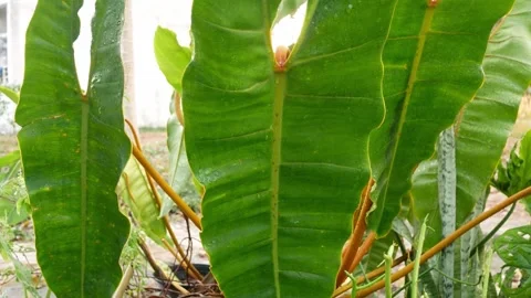 Green leaf in nature. Stock Footage 262205672