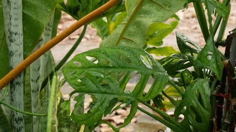 Green leaf in nature. Stock Footage 262205674