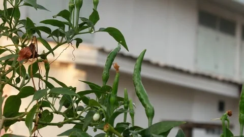 Green leaf in nature. Stock Footage 262205706