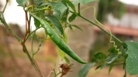 Green leaf in nature. Stock Footage 262205709