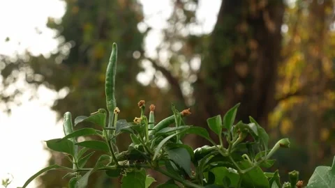 Green leaf in nature. Stock Footage 262205711