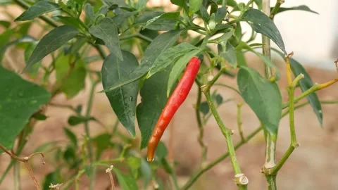 Green leaf in nature. Stock Footage 262205712